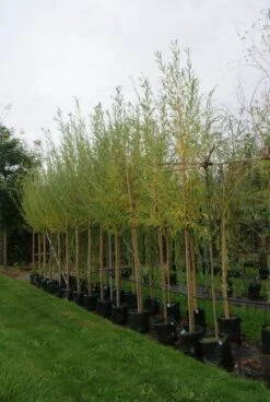 Knotwilg (Salix Alba) -Aanbiedingen Groene Hekken Winkel 20121016132723 13