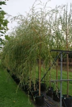 Treurwilg (Salix Sepulcralis 'Chrysocoma') 10 Treurwilg (Salix Sepulcralis 'Chrysocoma') -Aanbiedingen Groene Hekken Winkel 20121016132908 14