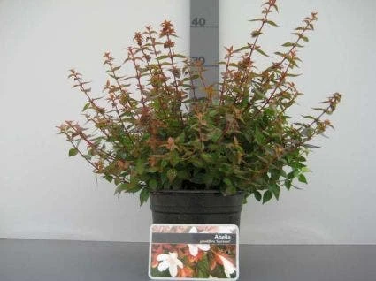 Abelia (Abelia Grandiflora 'Sherwood') 8 Abelia (Abelia Grandiflora 'Sherwood') - Afbeelding 6