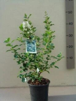 Escallonia (Escallonia 'Iveyi') -Aanbiedingen Groene Hekken Winkel 20121016144959 3