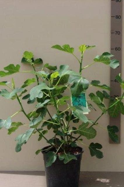 Vijg (Ficus Carica) 3 Vijg (Ficus Carica)