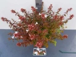 Abelia (Abelia Grandiflora 'Sherwood') 12 Abelia (Abelia Grandiflora 'Sherwood') -Aanbiedingen Groene Hekken Winkel 20121017125907 2