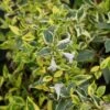 Abelia (Abelia Grandiflora 'Hopleys') -Aanbiedingen Groene Hekken Winkel 20121229103544 5 1