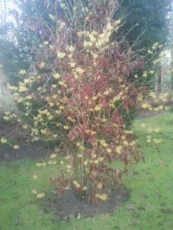 Toverhazelaar (Hamamelis Mollis) -Aanbiedingen Groene Hekken Winkel 20130113140034 40 8
