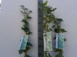 Klimop In Boogvorm (Hedera Hibernica) -Aanbiedingen Groene Hekken Winkel 20130120142024 1 1