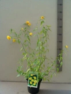 Ranonkelstruik (Kerria Japonica 'Pleniflora') -Aanbiedingen Groene Hekken Winkel 20130120142800 25 4