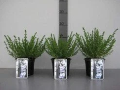 Prostanthera (Prostanthera Cuneata) -Aanbiedingen Groene Hekken Winkel 20130120155913 1