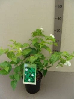 Schijnkerria (Rhodotypos Scandens) -Aanbiedingen Groene Hekken Winkel 20130120160447 1