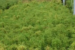 Niet Woekerende Bamboe (Fargesia Robusta) -Aanbiedingen Groene Hekken Winkel 20130121115059 5