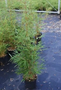 Niet Woekerende Bamboe (Fargesia Robusta) -Aanbiedingen Groene Hekken Winkel 20130121115128 5