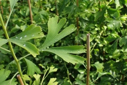 Japanse Notenboom (Ginkgo Biloba) 6 Japanse Notenboom (Ginkgo Biloba) - Afbeelding 4