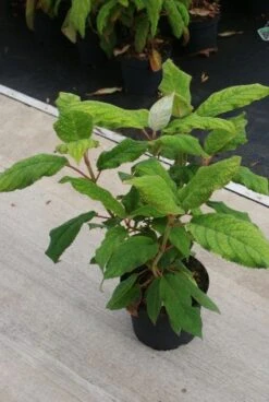 Fluweelhortensia (Hydrangea Aspera 'Macrophylla') -Aanbiedingen Groene Hekken Winkel 20130121123911 6