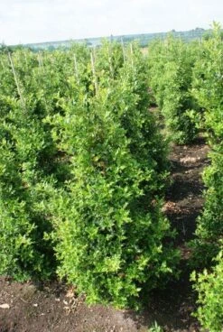 Hulst (Ilex Aquifolium 'Silver Queen') 10 Hulst (Ilex Aquifolium 'Silver Queen') -Aanbiedingen Groene Hekken Winkel 20130121124351 11 1