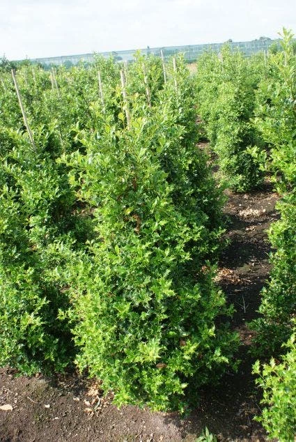 Hulst (Ilex Aquifolium 'Silver Queen') 5 Hulst (Ilex Aquifolium 'Silver Queen') - Afbeelding 3