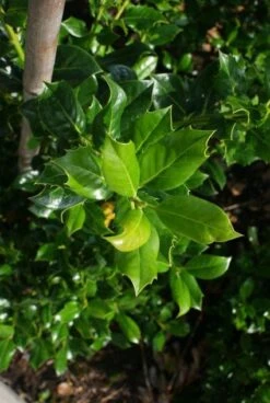 Hulst (Ilex Aquifolium J.C. Van Tol) -Aanbiedingen Groene Hekken Winkel 20130121125215 11