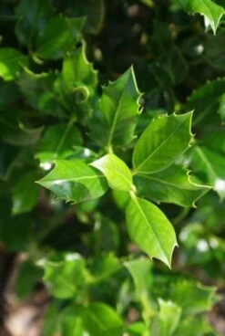 Hulst (Ilex Aquifolium J.C. Van Tol) 12 Hulst (Ilex Aquifolium J.C. Van Tol) -Aanbiedingen Groene Hekken Winkel 20130121125258 11 1