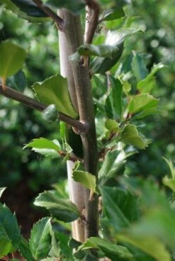 Blauwe Hulst (Ilex Meserveae 'Blue Prince') -Aanbiedingen Groene Hekken Winkel 20130121125422 10
