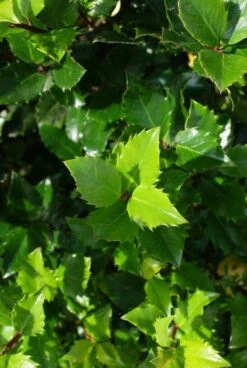 Blauwe Hulst (Ilex Meserveae 'Blue Prince') -Aanbiedingen Groene Hekken Winkel 20130121125453 10