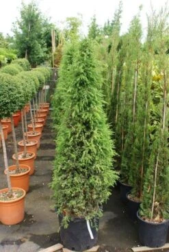 Jeneverbes (Juniperus Communis 'Hibernica') -Aanbiedingen Groene Hekken Winkel 20130121125813 7