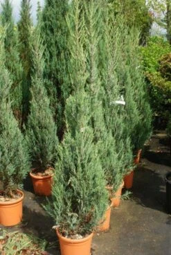 Jeneverbes (Juniperus Scopulorum 'Skyrocket') 11 Jeneverbes (Juniperus Scopulorum 'Skyrocket') -Aanbiedingen Groene Hekken Winkel 20130121125843 6 1