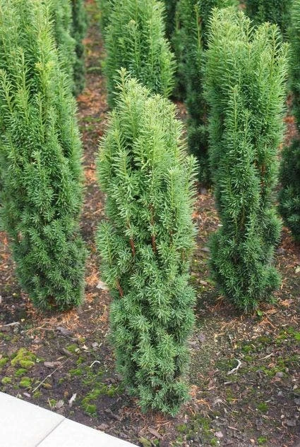 Zuiltaxus (Taxus Baccata 'Fastigiata Robusta') 4 Zuiltaxus (Taxus Baccata 'Fastigiata Robusta') - Afbeelding 2