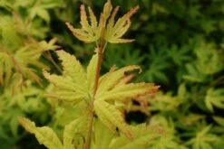 Japanse Esdoorn (Acer Palmatum 'Orange Dream') -Aanbiedingen Groene Hekken Winkel 20130121134107 4