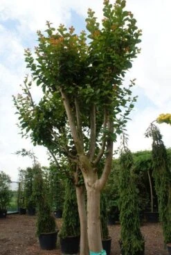 Roze Lagerstroemia Als Boom (Lagerstroemia Indica) -Aanbiedingen Groene Hekken Winkel 20130121162344 9