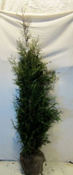 Levensboom (Thuja Plicata 'Martin') -Aanbiedingen Groene Hekken Winkel 20130122152217 8