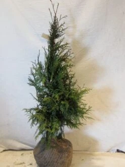 Aanbiedingen Groene Hekken Winkel 15 Levensboom (Thuja Plicata 'Martin')