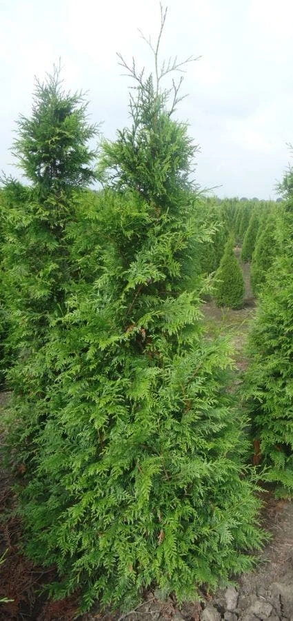 Reuzenlevensboom (Thuja Plicata 'Excelsa') 3 Reuzenlevensboom (Thuja Plicata 'Excelsa')