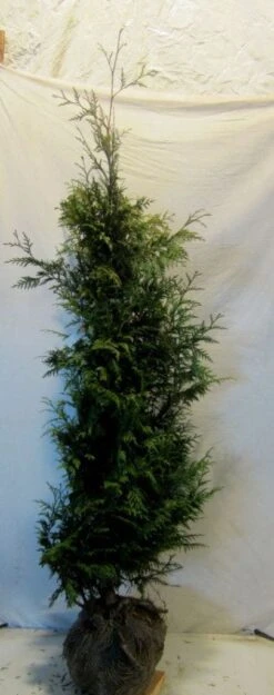 Reuzenlevensboom (Thuja Plicata 'Excelsa') 12 Reuzenlevensboom (Thuja Plicata 'Excelsa') -Aanbiedingen Groene Hekken Winkel 20130122155321 9