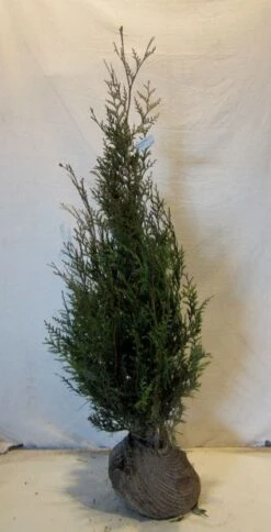 Levensboom (Thuja Plicata 'Atrovirens') -Aanbiedingen Groene Hekken Winkel 20130122155827 16