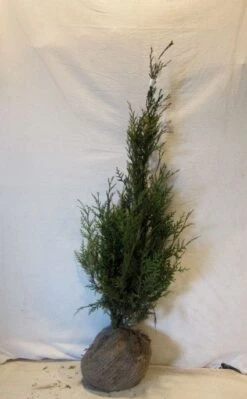 Levensboom (Thuja Plicata 'Atrovirens') -Aanbiedingen Groene Hekken Winkel 20130122155900 16 1