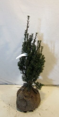 Taxus (Taxus Media 'Hicksii') -Aanbiedingen Groene Hekken Winkel 20130122162813 12