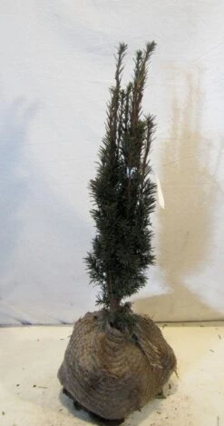 Zuiltaxus (Taxus Baccata 'Fastigiata Robusta') 15 Zuiltaxus (Taxus Baccata 'Fastigiata Robusta') -Aanbiedingen Groene Hekken Winkel 20130125132756 17 2