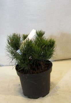 Bergden (Pinus Mugo Mughus) -Aanbiedingen Groene Hekken Winkel 20130125135845 13