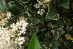 Texaanse Liguster/Liguster (Ligustrum Texanum 'Silver Star') 12 Texaanse Liguster/Liguster (Ligustrum Texanum 'Silver Star') -Aanbiedingen Groene Hekken Winkel 20130125154343 4
