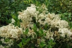 Texaanse Liguster/Liguster (Ligustrum Texanum 'Silver Star') 13 Texaanse Liguster/Liguster (Ligustrum Texanum 'Silver Star') -Aanbiedingen Groene Hekken Winkel 20130125154606 4