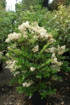 Texaanse Liguster/Liguster (Ligustrum Texanum 'Silver Star') 11 Texaanse Liguster/Liguster (Ligustrum Texanum 'Silver Star') -Aanbiedingen Groene Hekken Winkel 20130125154621 4