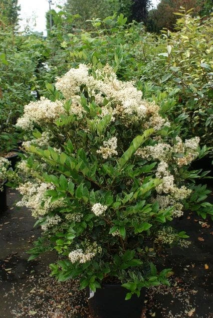 Texaanse Liguster/Liguster (Ligustrum Texanum 'Silver Star') 5 Texaanse Liguster/Liguster (Ligustrum Texanum 'Silver Star') - Afbeelding 3