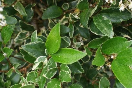 Texaanse Liguster/Liguster (Ligustrum Texanum 'Silver Star') 4 Texaanse Liguster/Liguster (Ligustrum Texanum 'Silver Star') - Afbeelding 2