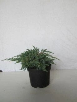 Jeneverbes (Juniperus Squamata 'Blue Carpet') -Aanbiedingen Groene Hekken Winkel 20130125154733 4