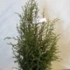 Jeneverbes (Juniperus Communis 'Suecica') -Aanbiedingen Groene Hekken Winkel 20130125161057 6