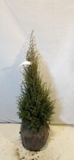 Jeneverbes (Juniperus Communis 'Hibernica') -Aanbiedingen Groene Hekken Winkel 20130125161445 7