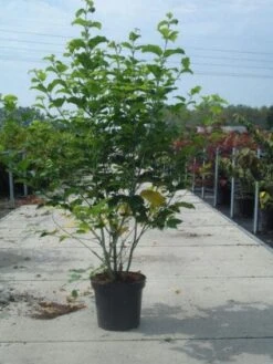 Japanse Slangehuidesdoorn (Acer Rufinerve) -Aanbiedingen Groene Hekken Winkel 20130214095532 10