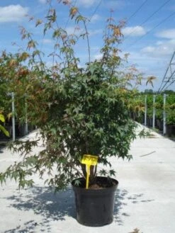 Japanse Esdoorn (Acer Palmatum) -Aanbiedingen Groene Hekken Winkel 20130214095740 11 1