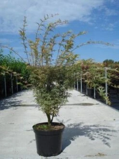 Japanse Esdoorn (Acer Palmatum 'Butterfly') -Aanbiedingen Groene Hekken Winkel 20130214100424 8