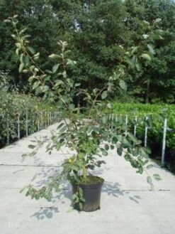 Krentenboom Als Struik (Amelanchier Lamarckii) -Aanbiedingen Groene Hekken Winkel 20130214100736 13 2