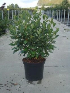 Appelbes (Aronia Melanocarpa) -Aanbiedingen Groene Hekken Winkel 20130214100812 8 4 4