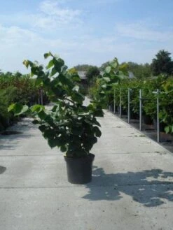 Chinese Judasboom (Cercis Chinensis 'Avondale') -Aanbiedingen Groene Hekken Winkel 20130214102822 5 1